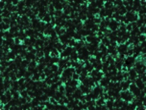 01390.ON291 DOVN291 EP зелёный