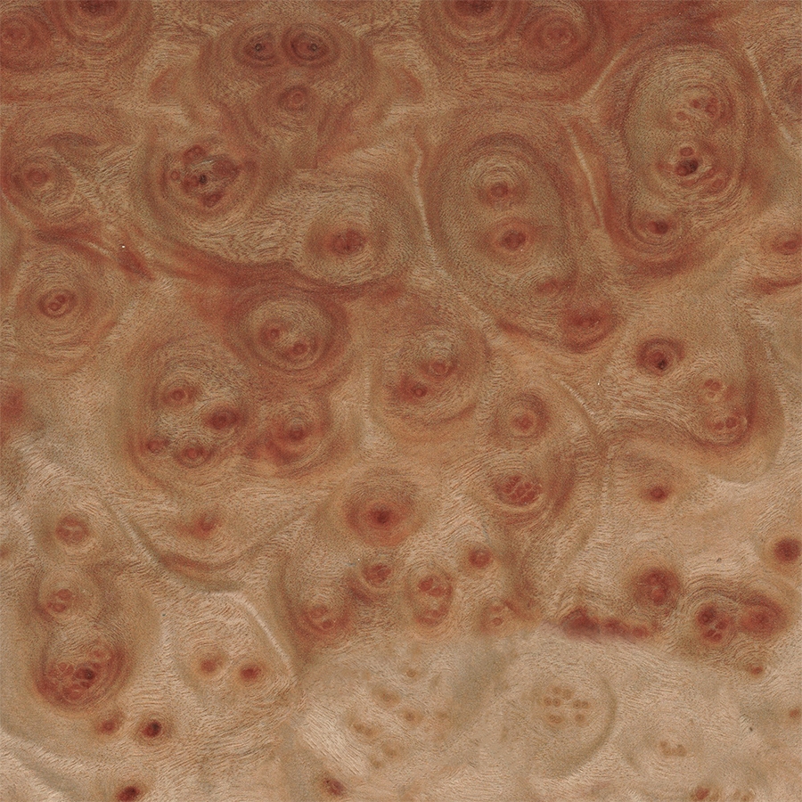 Камфора Корень