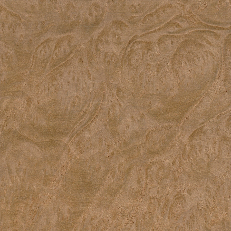 Мадрона Корень 46.002