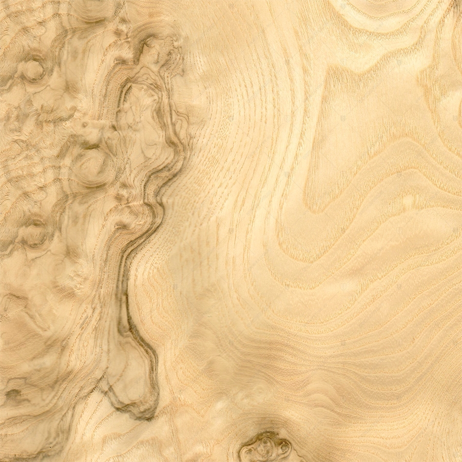 Ясень Оливковый Корень